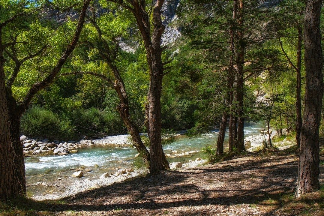 Sentier ombragé au bord d